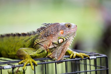 erkek yeşil iguana ejderha