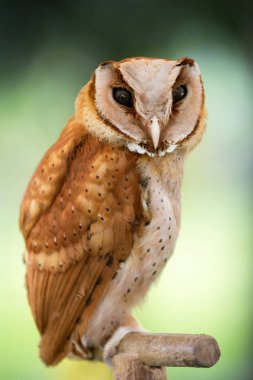 Güzel baykuş vahşi