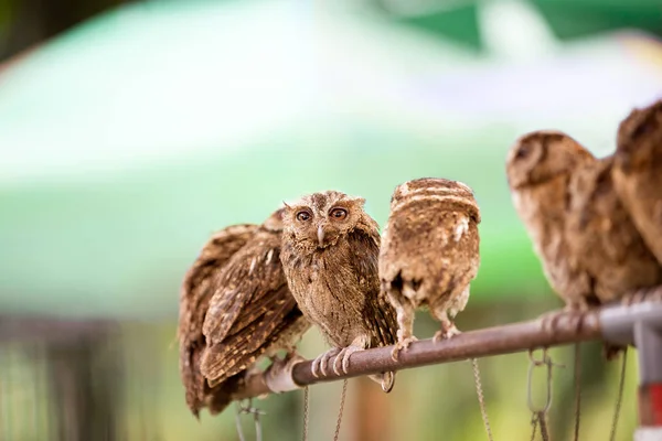 Group of Western Screech Owl — Stock Photo, Image