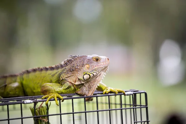 Iguana dragon  close up — Stock Photo, Image