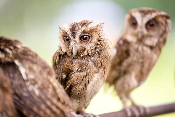 Group of beautiful small owl — Stock Photo, Image