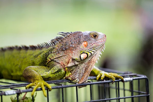Masculino verde iguana dragão — Fotografia de Stock