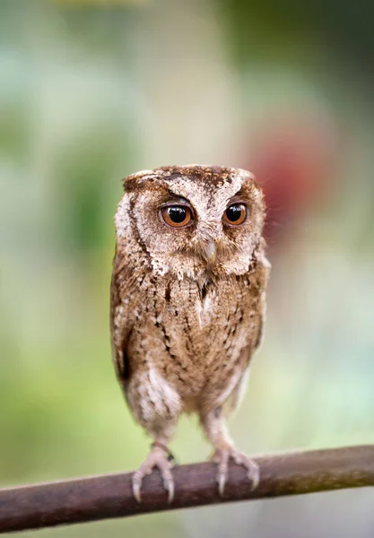 Western Screech Owl sitting on tree branch — Stock Photo, Image