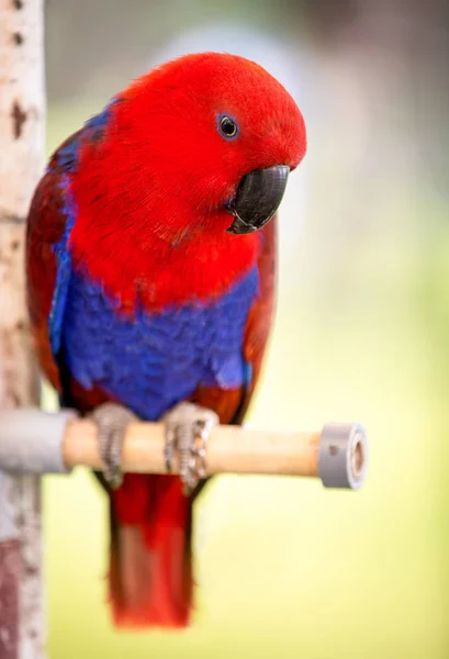 Papageienvogel — Stockfoto