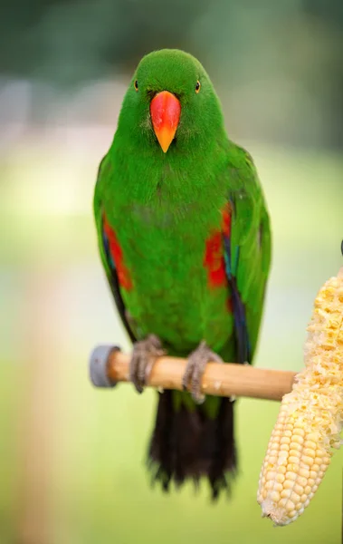 Kleurrijke parrot wild — Stockfoto