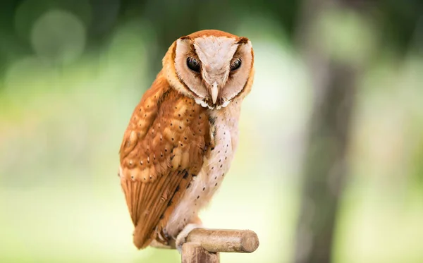 Western Screech owl — Stock Photo, Image