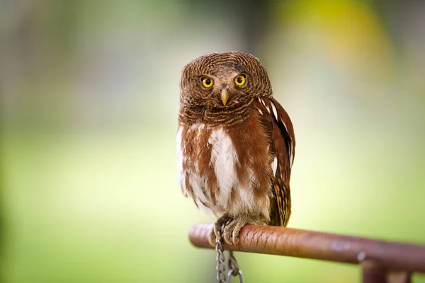 Screech coruja olhando para a câmera sobre fundo verde — Fotografia de Stock