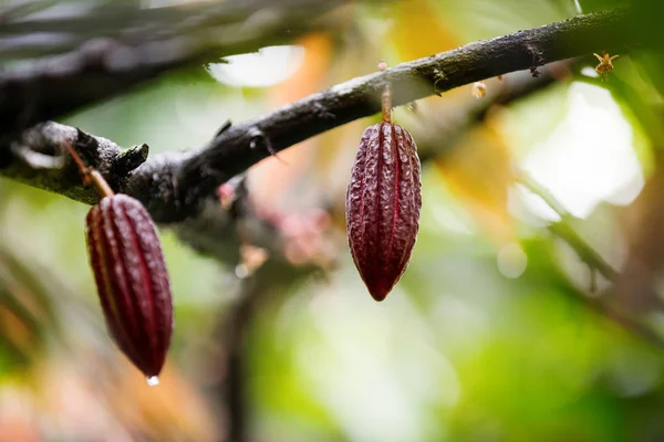 Плоды какао на дереве — стоковое фото