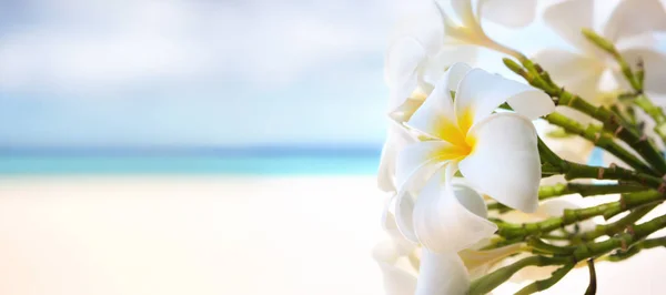 Frangipani bush with a bright tropical sea in the background — Stock Photo, Image