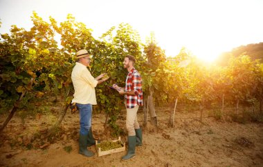 asma üzüm bağı içinde denetleme