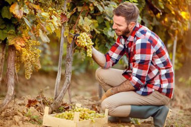 Üzümler vaktinden önce hasat - işçisi bağ