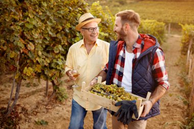 üzüm hasat-baba ve oğul, bağ