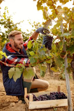 Üzümler vaktinden önce hasat gülümseyen işçi şarap tüccarı bağ üzerinde