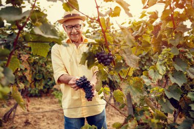 gülümseyen adam üzüm şarap için hasat