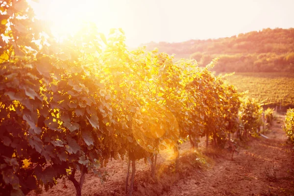 Виноградні поля виноградник — стокове фото