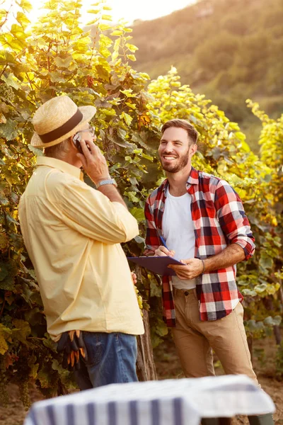 Виноградар контролює виноградник у винограднику — стокове фото