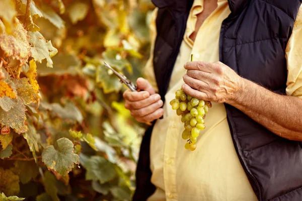 Fresh bunch of grape — Stock Photo, Image