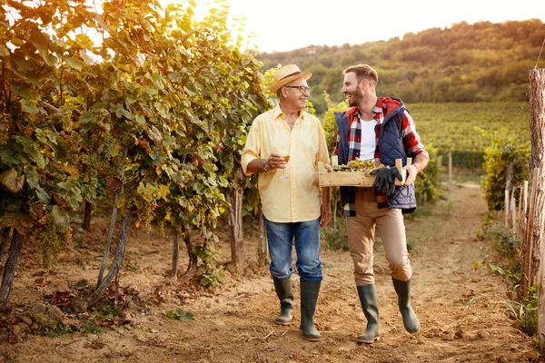 父亲和儿子庆祝收获的葡萄 — 图库照片