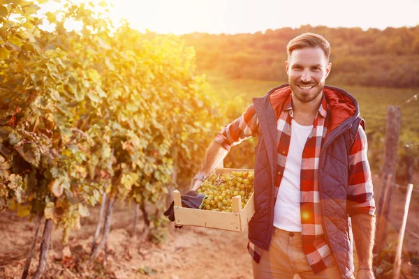 Sorrindo homem colhendo uvas brancas — Fotografia de Stock