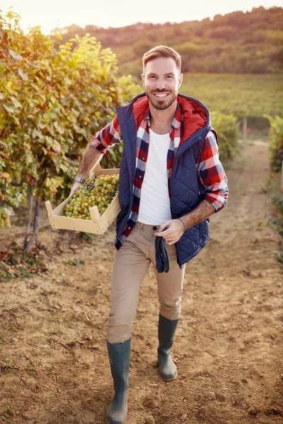 Man oogsten van druiven uit de wijngaarden in de wijngaard — Stockfoto