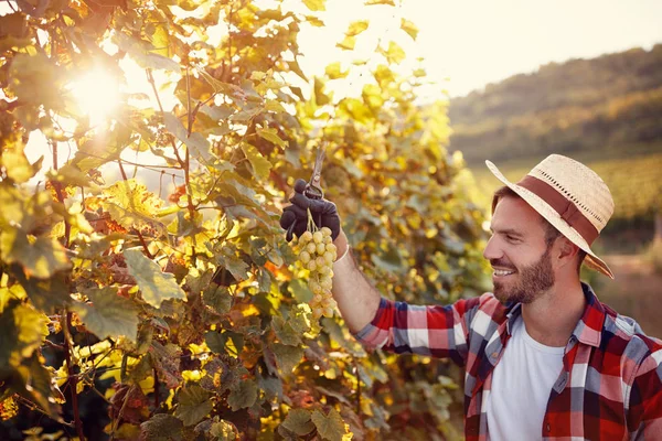 Giovane che lavora in vigna raccogliendo uva matura — Foto Stock