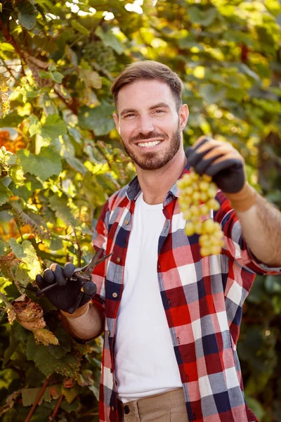 Smiling farmer harvesting the grapes — Stock Photo, Image