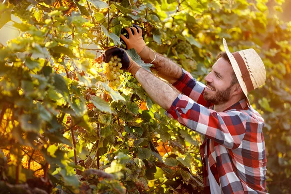 男人收割机切割串葡萄在葡萄园 — 图库照片