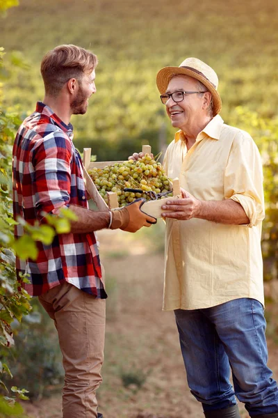 Harvesting grapes in vineyard  satisfied father and son — Stock Photo, Image
