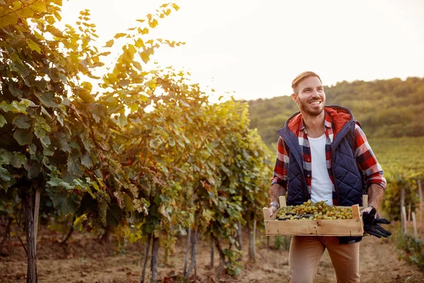Młody człowiek uśmiechający się zbieranie białych winogron — Zdjęcie stockowe