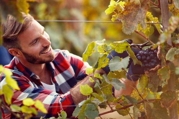 Pracownik uśmiechający się czepiam czarne winogrona Winnica — Zdjęcie stockowe