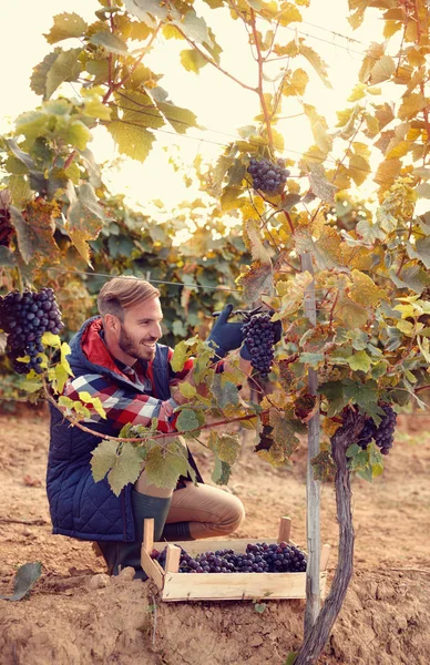 Wine maker picking black grapes on vineyard — Stock Photo, Image