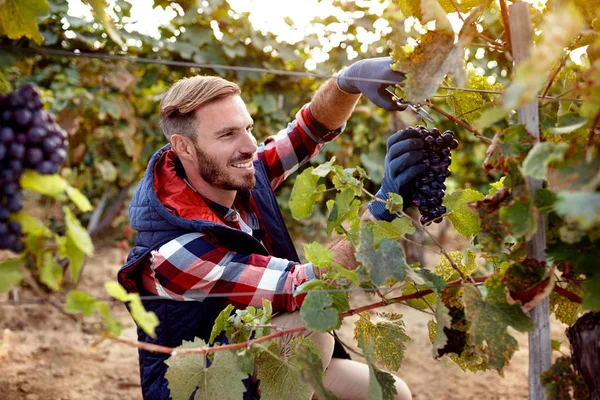 Usměvavý vinař výdeje černé hrozny na vinici — Stock fotografie