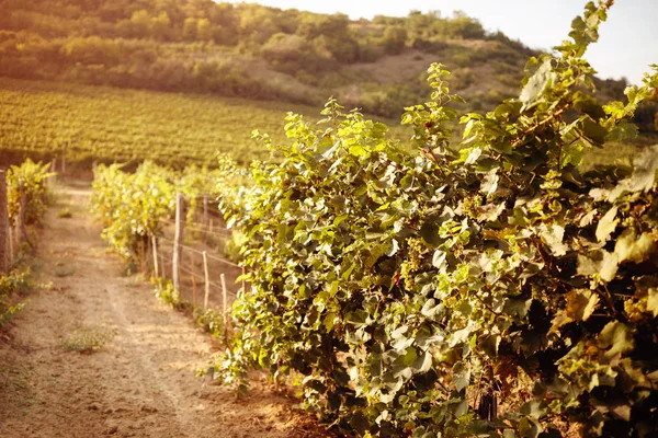 A sunset szőlő mező vineyard — Stock Fotó