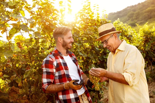 Врожай винограду батько і син, що працює в винограднику — стокове фото