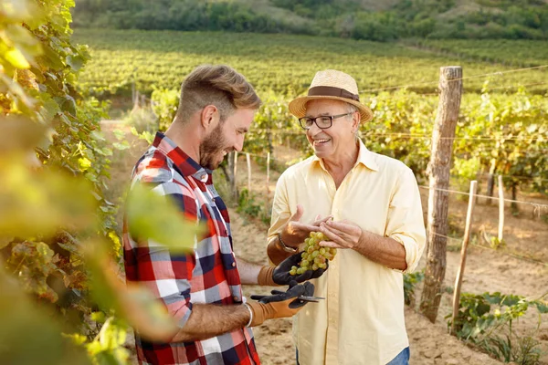 Uśmiechnięty ojciec i syn cięcie winogron w winnicy — Zdjęcie stockowe