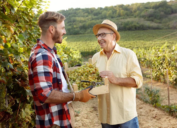 Щасливий батько виноградник, що показує виноград синові — стокове фото