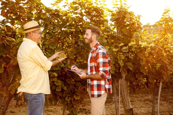 Smiling vintner inspecting vine in vineyard — Stock Photo, Image