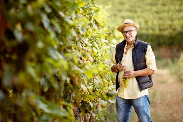 Smiling man picking mature grapes on vineyard — Stock Photo, Image