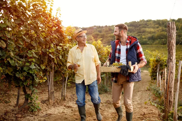 Szőlő- és szőlő-dolgozók vineyard — Stock Fotó