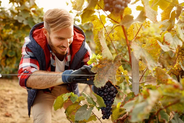 Producenta wina czepiam jesień winnicy czarny winogron — Zdjęcie stockowe
