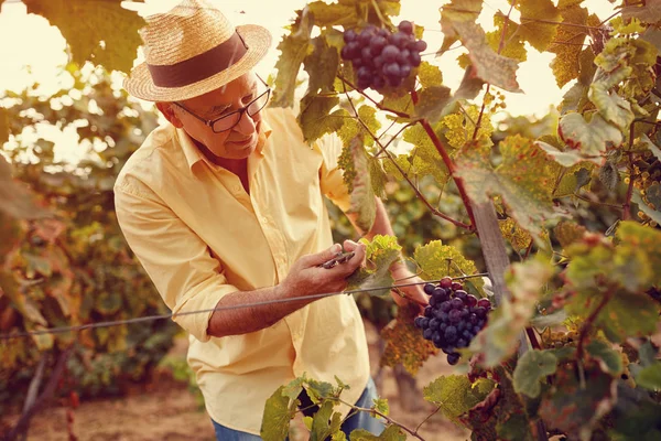 Vendange de raisins blancs dans le vignoble — Photo