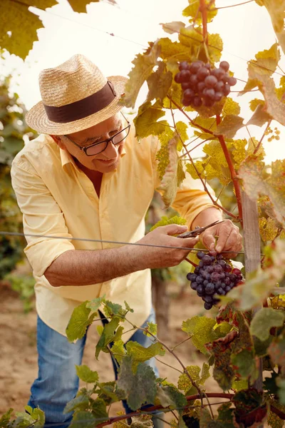 Grape harvest- man picking grapes in vineyard — Stock Photo, Image