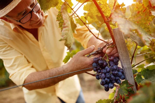 Viticoltore della vendemmia su vigneto familiare — Foto Stock