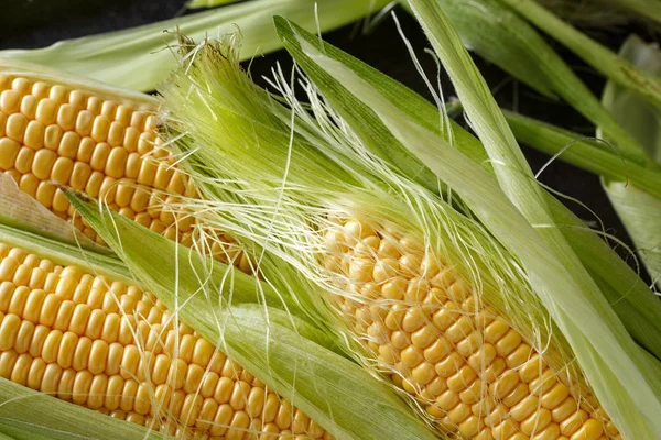 Freshly healthy harvested corn close up — Stock Photo, Image