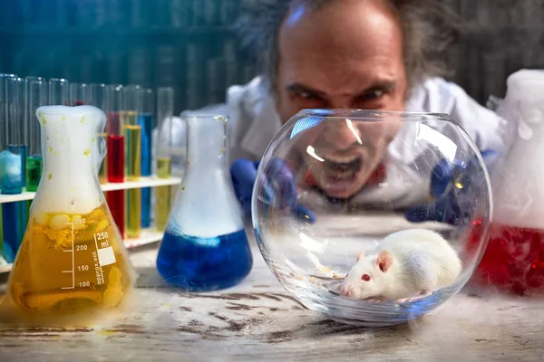 Científico loco gritando en ratón de laboratorio — Foto de Stock