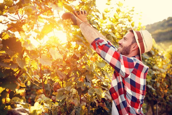 Homme récoltant les raisins dans le vignoble — Photo
