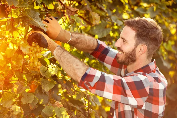 Man working in vineyard picking up ripe grape — Stock Photo, Image