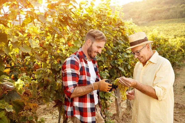 Father and his son is picking grape in vineyard — Stock Photo, Image