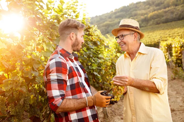 Батько і син збирають виноград з винограду — стокове фото