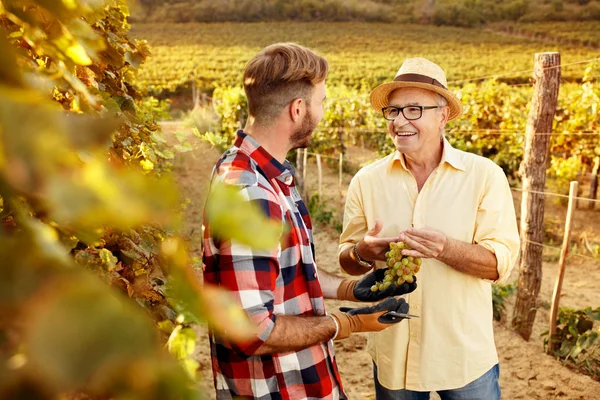 Батько і син у сімейній традиції виноградників — стокове фото